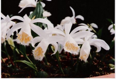 Pleione formosana Polar Sun